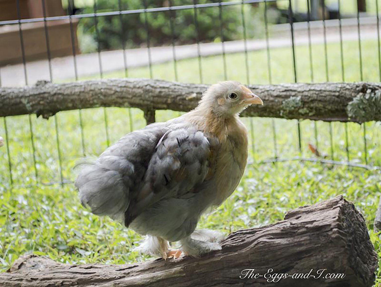 Do Foxes Eat Chickens in Broad Daylight? Backyard Poultry